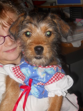 Voici mon chien quand il avait 1 ans (2011)